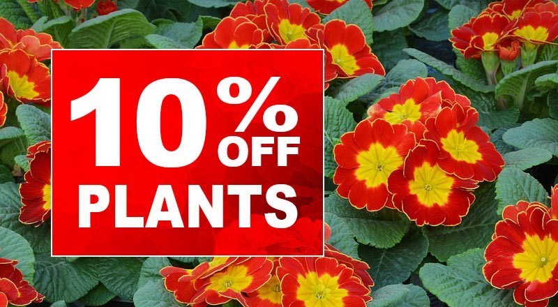 Blog_plants10percent_02.jpg