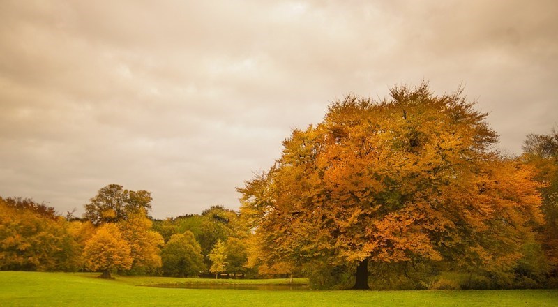 Caring-for-your-lawn-in-Autumn-050917.jpg