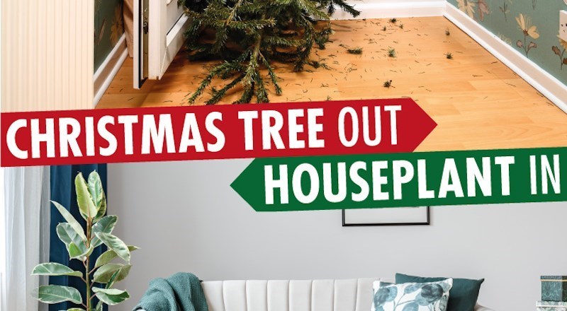 Christmas-Tree-Out-Houseplant-In-Homepage-2020.jpg