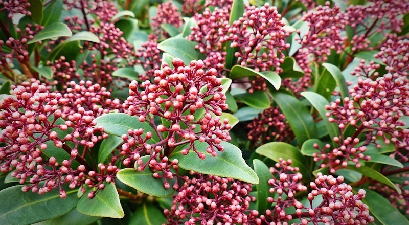 Growing-Skimmia-in-Your-Garden-031017.jpg