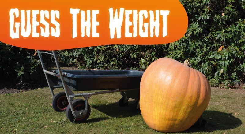 PUMPKIN-Blog-Header-2019.jpg