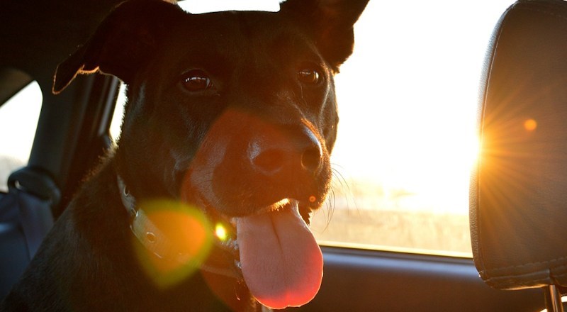 Travelling-Tips-and-The-Law-For-Driving-With-Your-Dog-210917-header.jpg