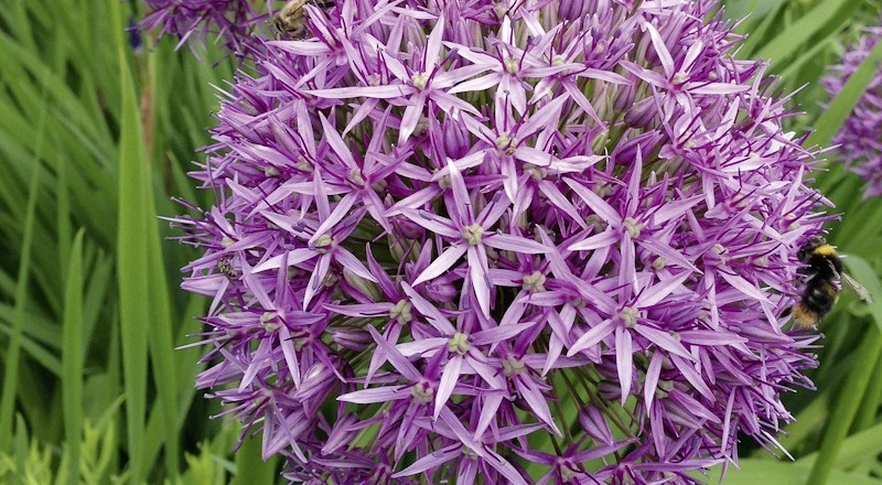 allium-bulbs-planting-031017.jpg