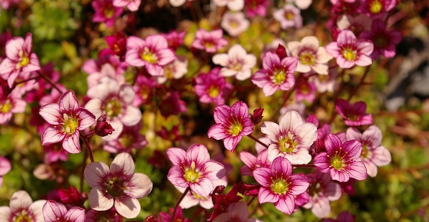 baby_bedding_plants_from_perfect_choice.jpg