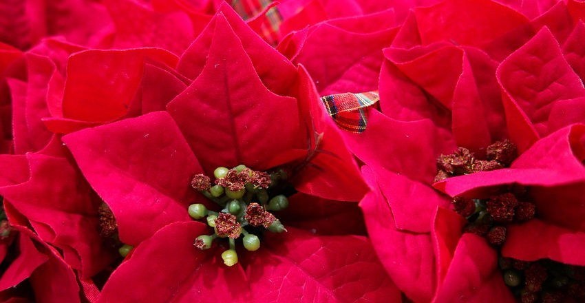 christmas_floral_workshops_at_longacres.jpg