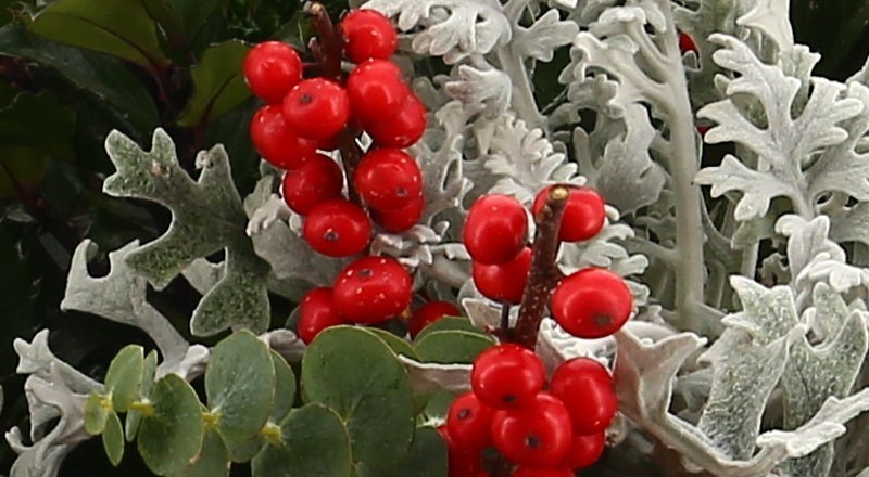 christmasflowers-2020-header.jpg