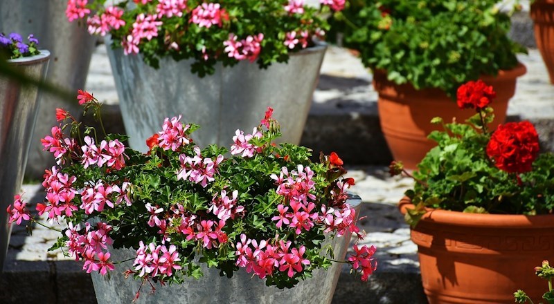 geraniums-for-the-perfect-mediterranean-look-in-any-garden.jpg