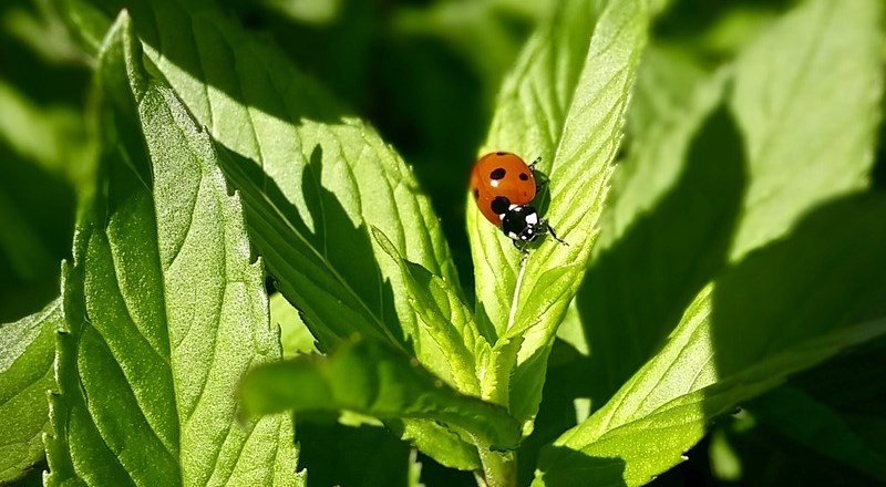 grow-your-own-herbs-national-childrens-gardening-week.jpg