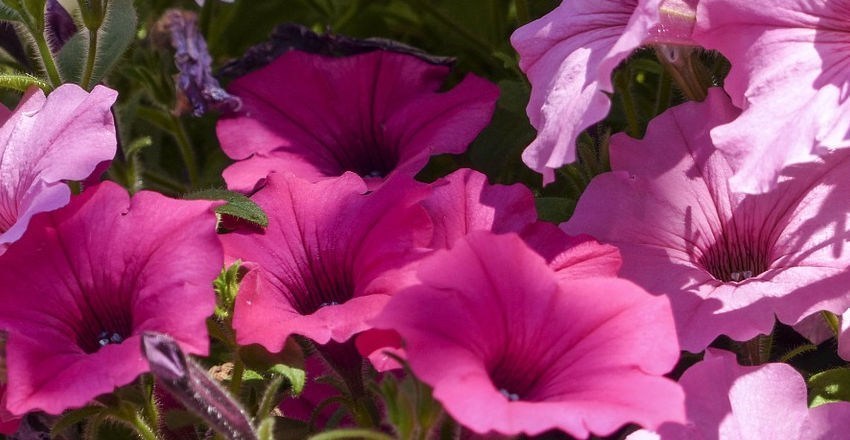 hanging_baskets_and_bedding_plants_at_longacres.jpg