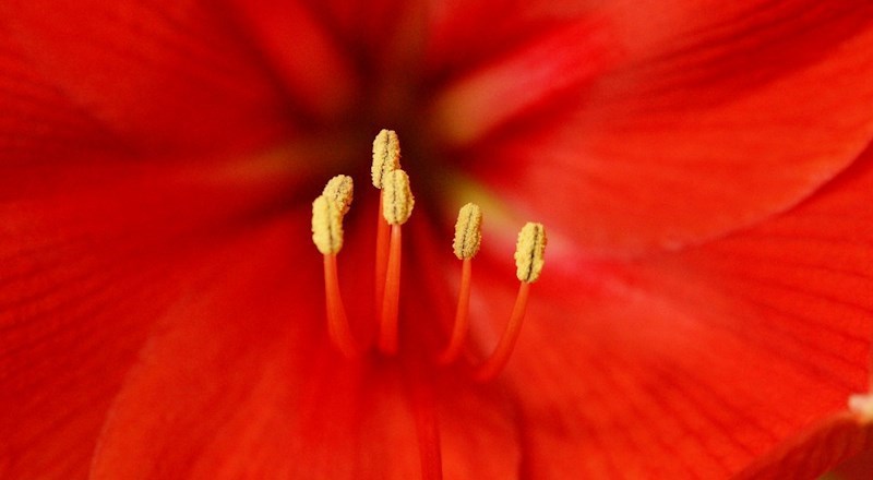 how-to-plant-amaryllis-bulbs.jpg