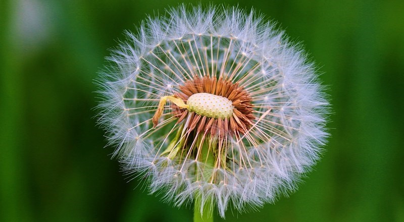 keep-a-pet-dandelion-national-childrens-gardening-week.jpg