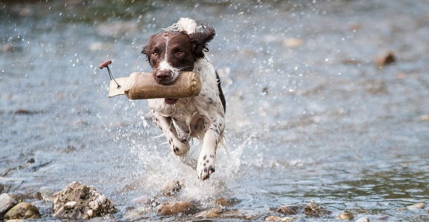 keeping_canines_cool_this_summer.jpg