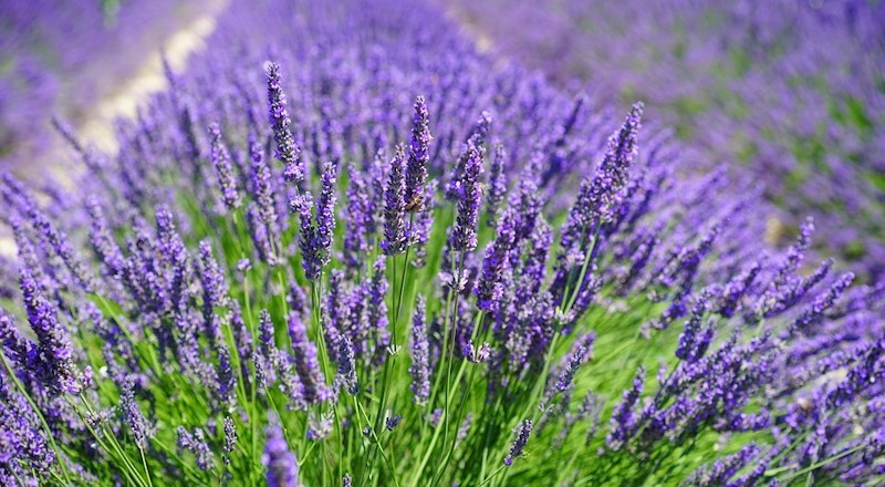 lavender-blog-020518.jpg