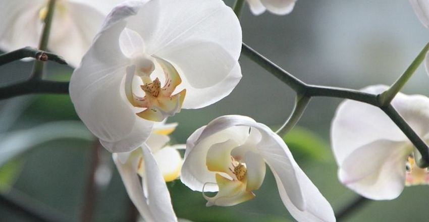 orchid-4780_960_720_1.jpg