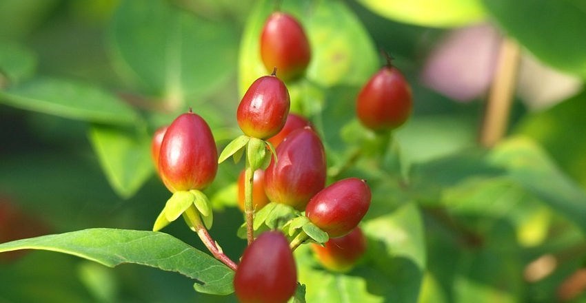 ornamental_fruits_for_your_small_scale_garden.jpg