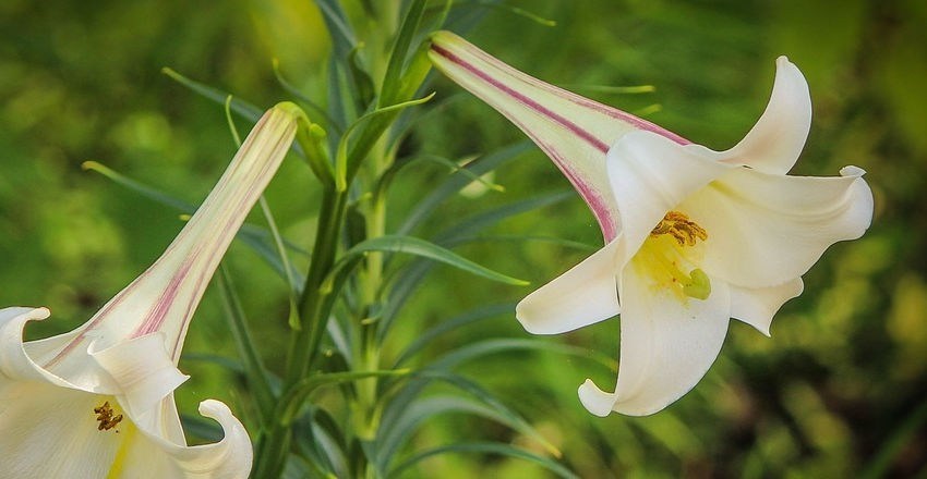 plant_lily_bulbs_in_pots.jpg