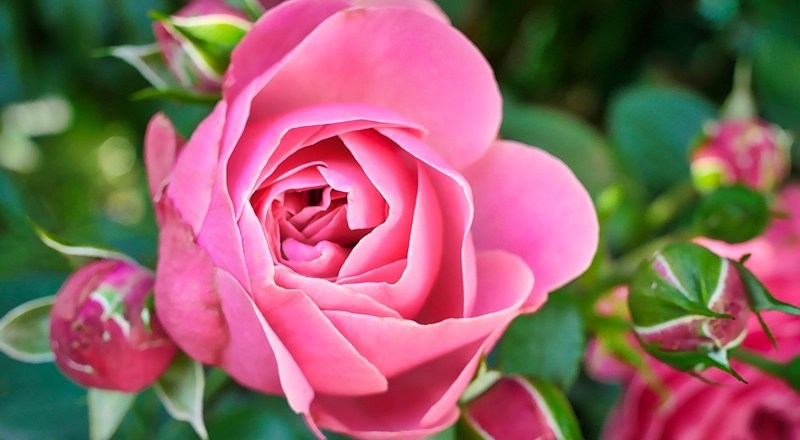 share-your-garden-roses-and-you-could-win.jpg