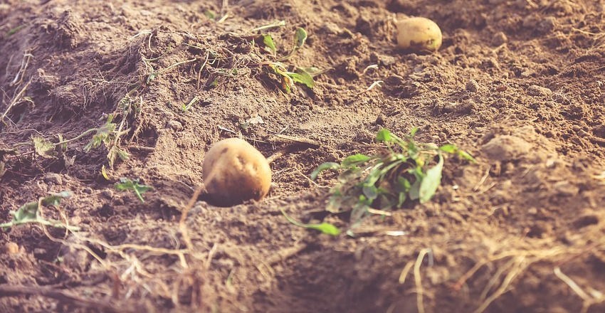 starting_off_seed_potatoes.jpg