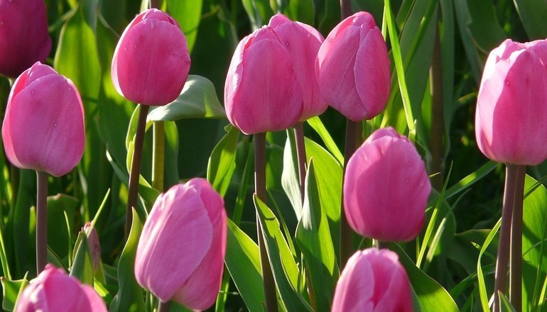 taylors-bulbs-now-in-store-online-at-longacres310817.jpg