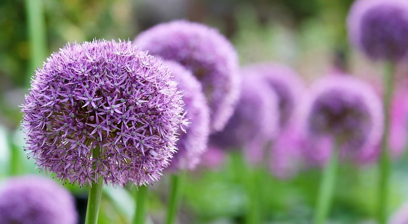 tips-for-growing-summer-flowering-bulbs-uk.jpg