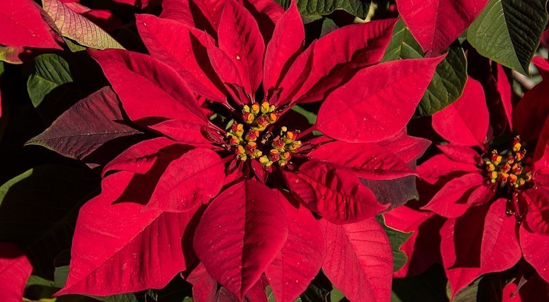 what-to-do-in-your-garden-dec-17.jpg