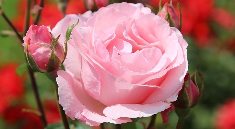 what-to-do-in-your-garden-june-2018-header.jpg