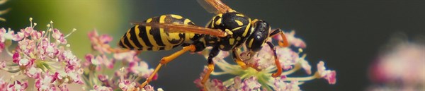 dealing-with-wasps-2017-guide.jpg