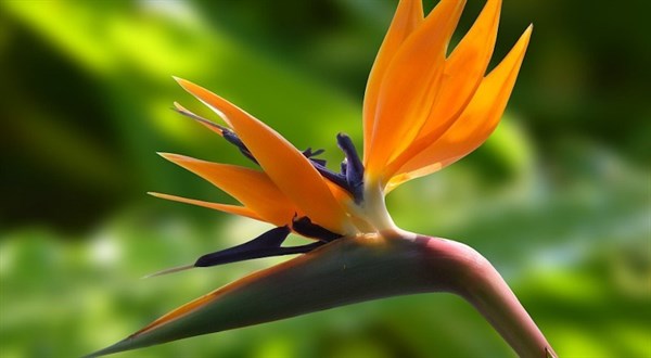 Exotic-Flowers-Week-2017-at-Longacres-Bybrook-Barn.jpg