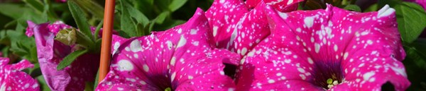 hanging_baskets_and_bedding_plants_at_longacres.jpg