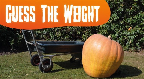 PUMPKIN-Blog-Header-2019.jpg