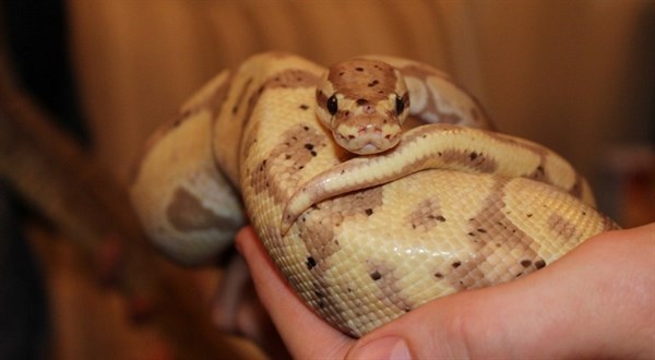 Reptiles_OpeningDay_Flyer_2017-01-header.jpg