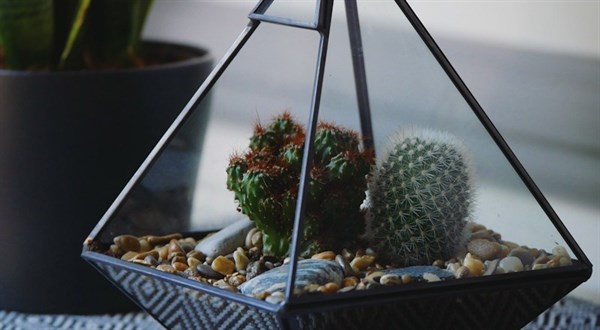 TerrariumWorkshops_June_2018-headerv22.jpg