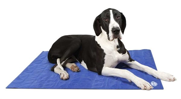 cool-your-pet-off-this-summer_1.jpg