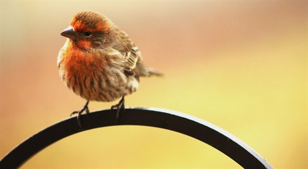 early-bird-offer-280917.jpg
