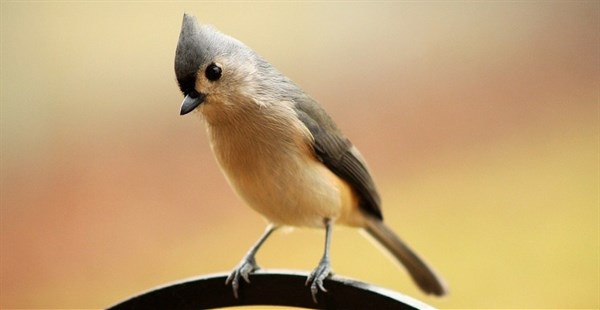 earlybirds-may-2017-header.jpg