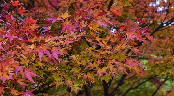 fav-trees-031017.jpg