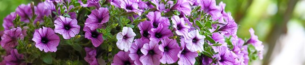 into-the-garden-2022-header.jpg