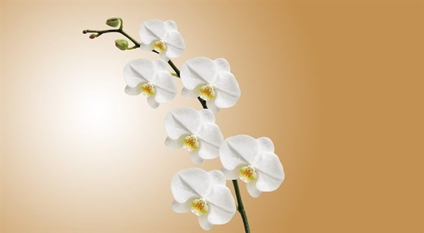 longacres-bagshot-orchid-care-talk-and-orchid-clinic-5gbp-voucher-with-every-ticket.jpg