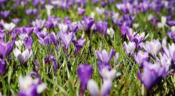 longacres-bagshot-spring-open-evening-2018.jpg