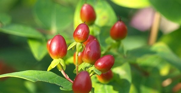 ornamental_fruits_for_your_small_scale_garden.jpg