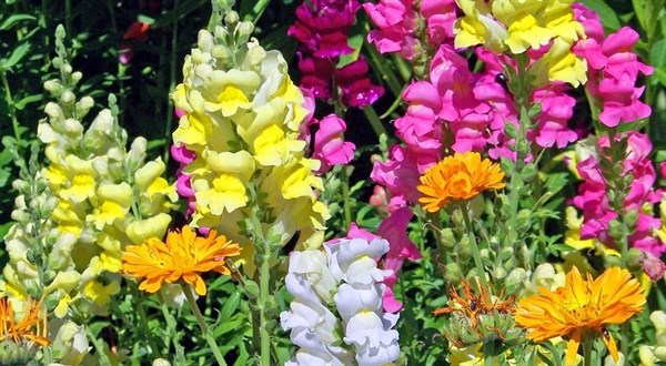 what-to-do-in-your-garden-april-2018-header.jpg