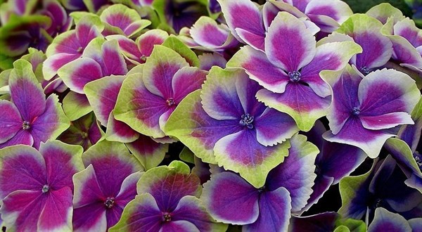 what-to-do-in-your-garden-march-2018.jpg