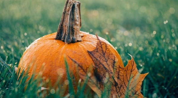 what-to-do-in-your-garden-october-header.jpg