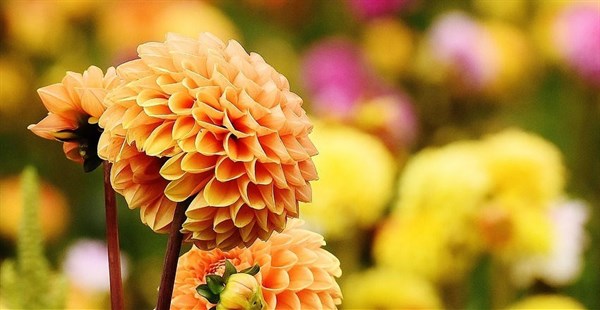 what_to_do_in_your_garden_march_2017.jpg