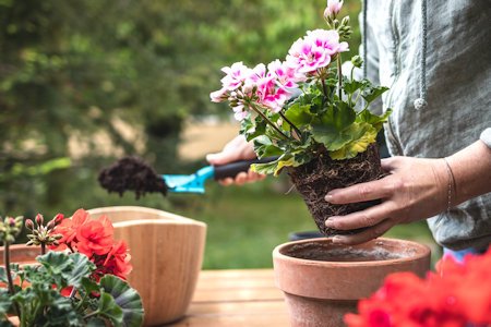 image of geranium plant being potted