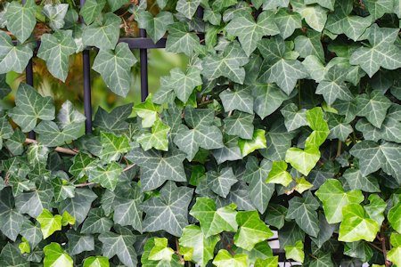 ivy bush trailing around garden gate