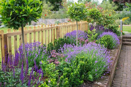 garden border planted with lavender