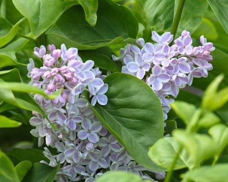 syringa plant flowering purples
