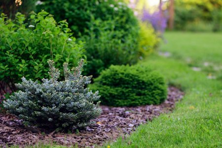 image of multiple conifers in a garden bed