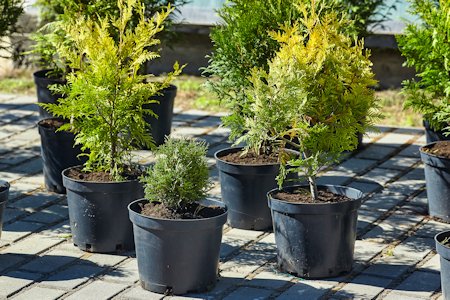 image of multiple conifer seedlings in pots ready to be planted